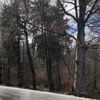 20220217_baum_droht_zu_fallen_2.jpg