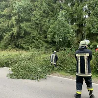 20190730_thl_baum_1.jpg