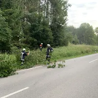 20190730_thl_baum_3.jpg