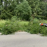 20190730_thl_baum_2.jpg